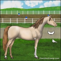 Horse Color:Red Dun Pearl Tobiano 