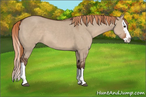 Horse Color:Liver Red Dun Sabino Splash 