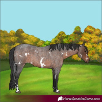 Horse Color:White Spotted Brown Roan 