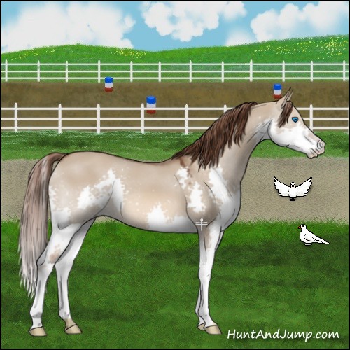 Horse Color:Liver Red Dun Splash 