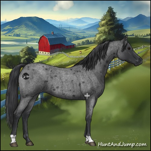 Horse Color:Blue Roan 