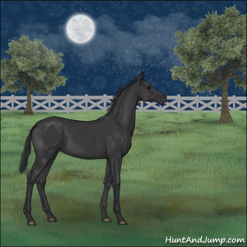 Horse Color:Black 