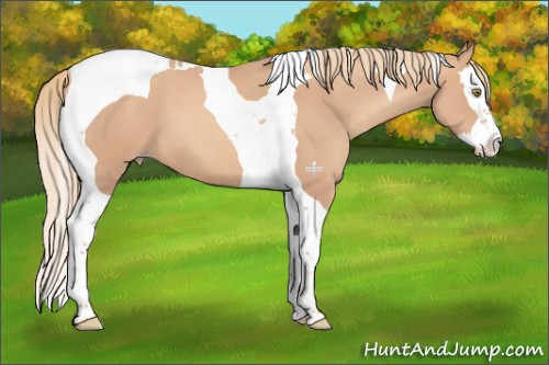 Horse Color:Gold Champagne Splash Tobiano 