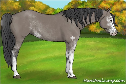 Horse Color:Grullo Sabino Rabicano 