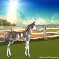 Horse Color:Liver Chestnut Splash 