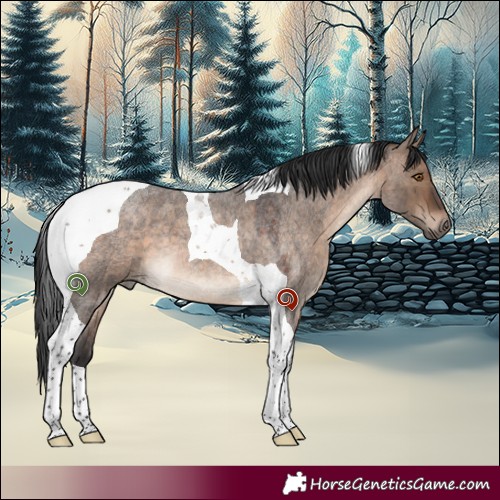 Horse Color:Brown Roan Dun Tobiano 