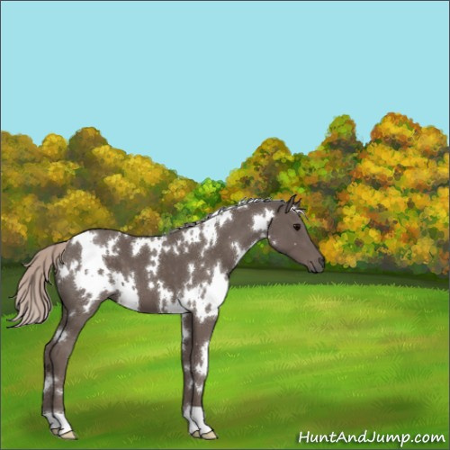 Horse Color:White Spotted Silver Black 