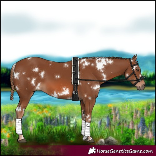 Horse Color:White Spotted Chestnut 