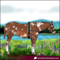 Horse Color:White Spotted Chestnut 