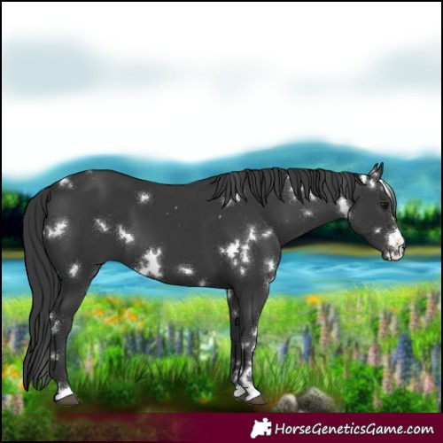 Horse Color:White Spotted Black 