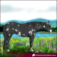 Horse Color:White Spotted Black