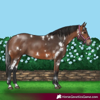Horse Color:White Spotted Bay 