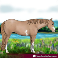 Horse Color:Black Pearl