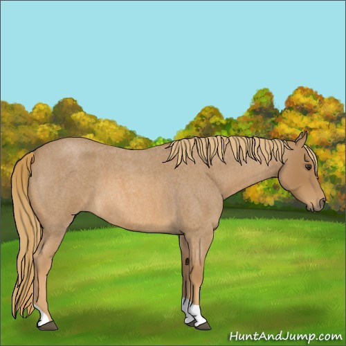 Horse Color:Red Roan Tobiano 