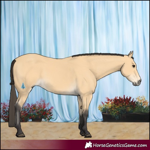 Horse Color:Buckskin