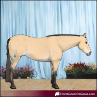Horse Color:Buckskin 