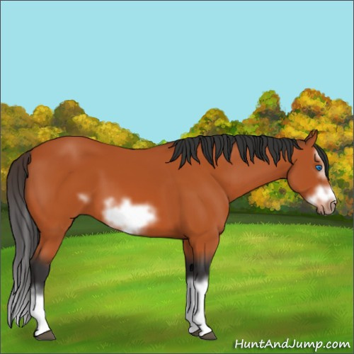 Horse Color:Bay Splash Frame 