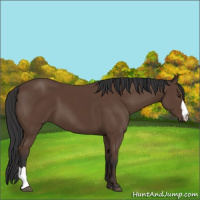 Horse Color:Bay 