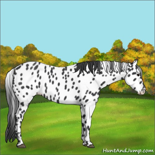 Horse Color:Black Near Leopard