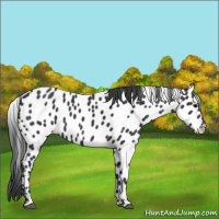 Horse Color:Black Near Leopard 