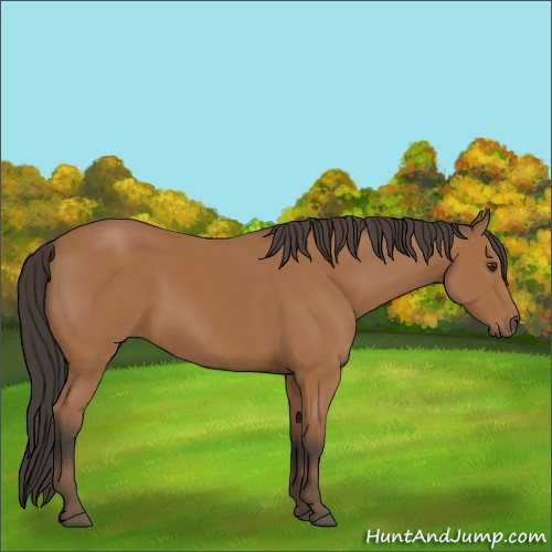 Horse Color:Bay 