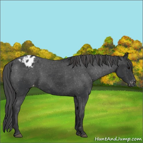 Horse Color:Black Appaloosa 