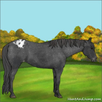 Horse Color:Black Appaloosa 