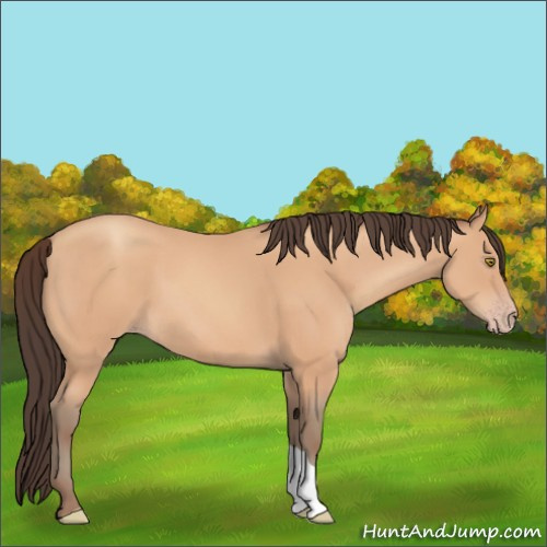 Horse Color:Amber Champagne