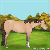 Horse Color:Amber Champagne 