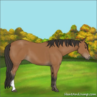 Horse Color:Bay 