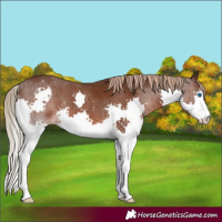 Horse Color:Liver Chestnut Splash 