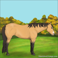 Horse Color:Buckskin Splash Frame 