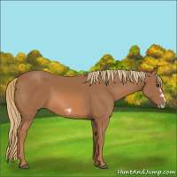 Horse Color:Chestnut Splash Frame 