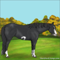 Horse Color:Black Splash Frame