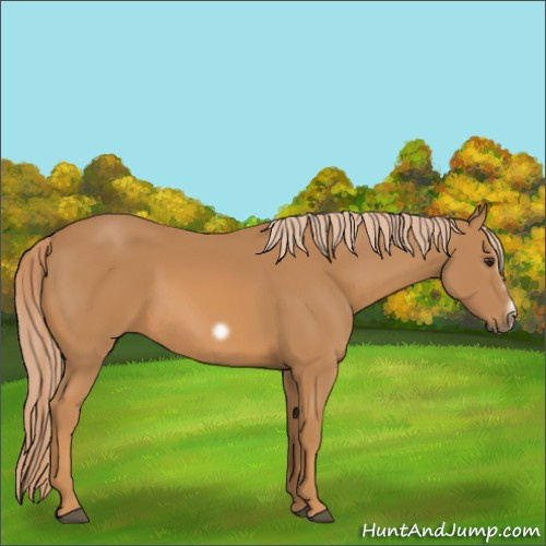 Horse Color:Chestnut Splash Frame