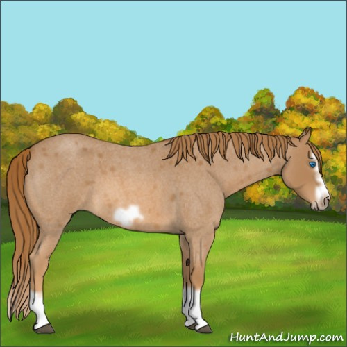 Horse Color:Red Roan Splash Frame