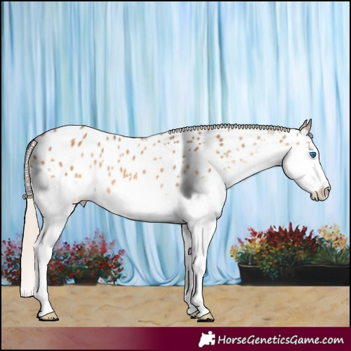 Horse Color:Chocolate Palomino Splash Near Leopard