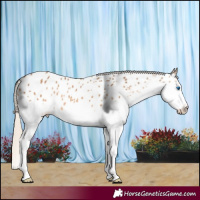 Horse Color:Chocolate Palomino Splash Appaloosa