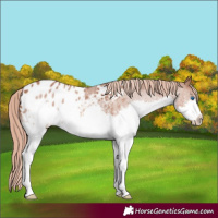 Horse Color:Red Roan Splash Appaloosa 