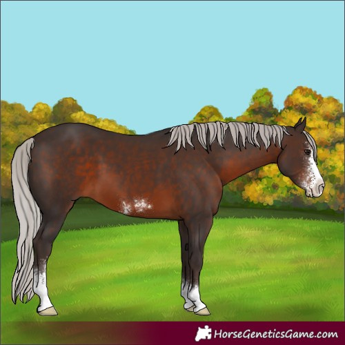 Horse Color:Silver Brown Sabino 