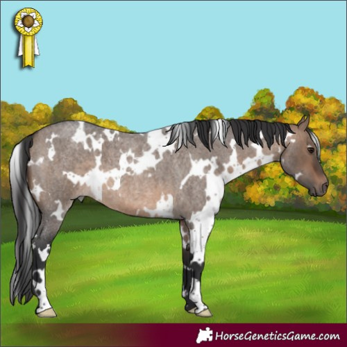 Horse Color:White Spotted Brown Roan Dun 