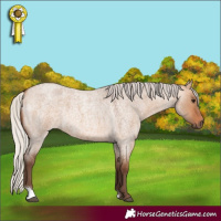 Horse Color:Silver Bay Roan Dun 