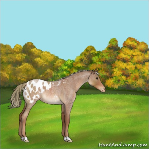 Horse Color:Red Roan Appaloosa 