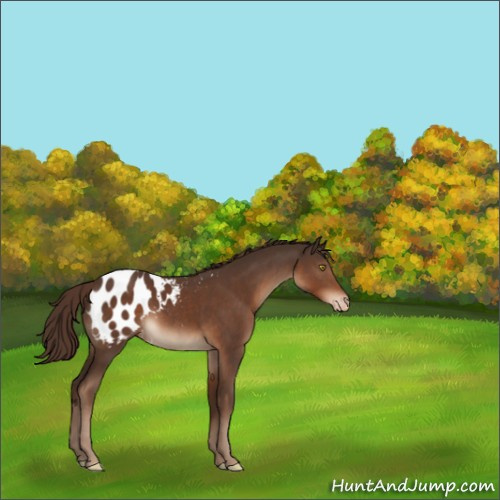 Horse Color:Liver Chestnut Appaloosa 