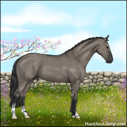 Horse Color:Grullo Sabino 