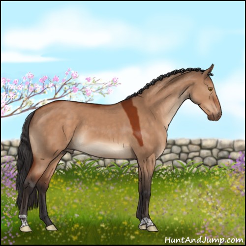 Horse Color:Bay Dun 