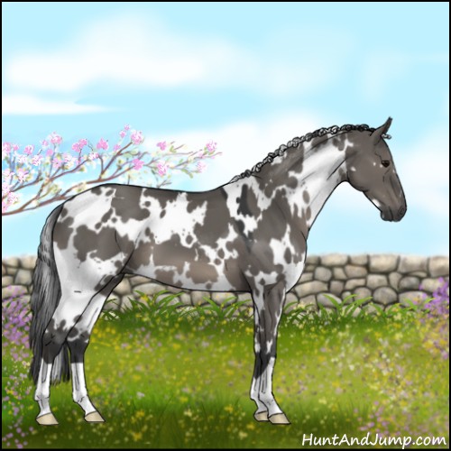 Horse Color:White Spotted Grullo 