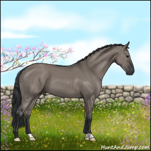 Horse Color:Grullo 