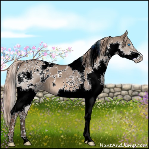 Horse Color:White Spotted Liver Red Dun Splash Tobiano 
