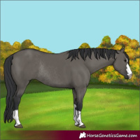 Horse Color:Grullo Rabicano 